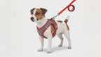 Ensemble harnais et laisse pour chien | Kit de promenade en nylon réfléchissant pour chiens et chats