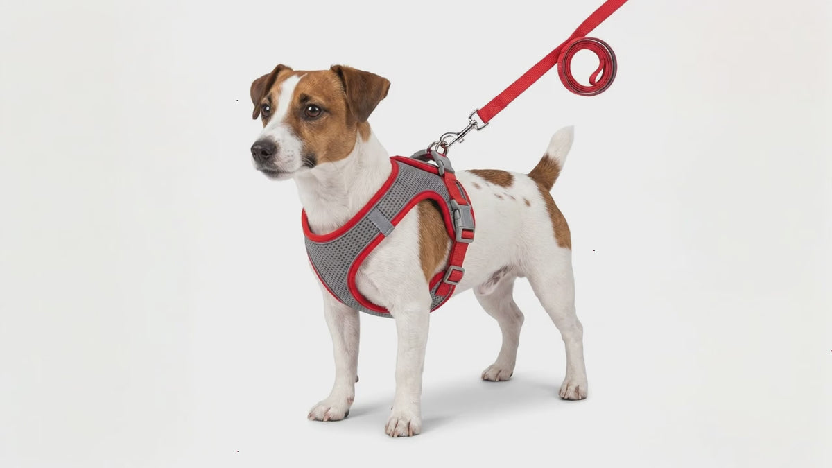 Set Arnés y Correa para Perros | Juego de Paseo Reflectante de Nailon para Perros y Gatos