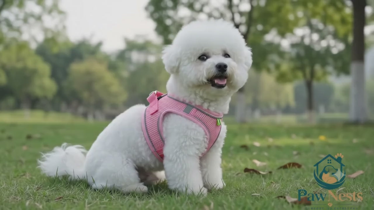 Set Arnés y Correa para Perros | Juego de Paseo Reflectante de Nailon para Perros y Gatos