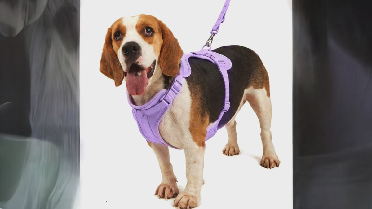 Set de Arnés 4 Piezas para Perros | Chaleco PVC Impermeable, Correa, Collar y Clip